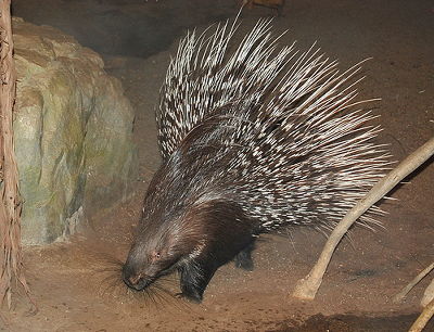 女性の頭にハリネズミ落下し270本刺さる…「私の頭がクッションになってハリネズミの命を救えたならうれしい」