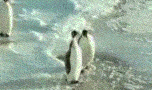 【キュン死注意】動物がジャンプに失敗する瞬間可愛いすぎwww