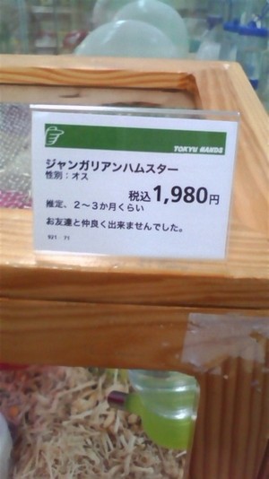 【速報】最近のカブトムシは毛深いことが判明www