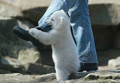 ほとんど食べられてる気がする…巨大なクマとじゃれ合う男性をご覧ください