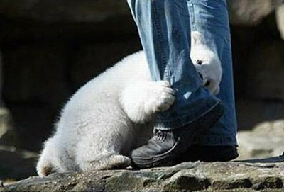ほとんど食べられてる気がする…巨大なクマとじゃれ合う男性をご覧ください