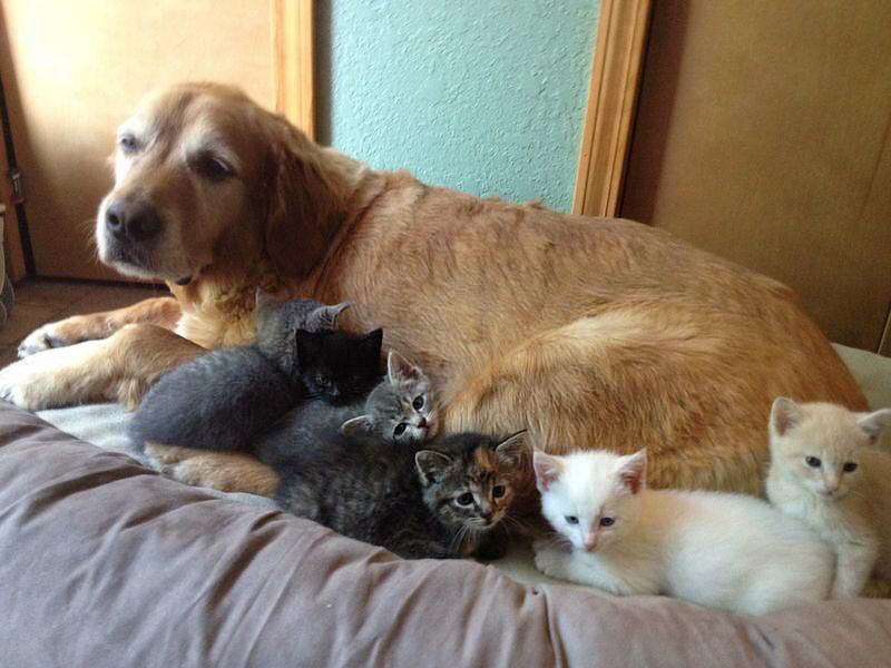 猫派から犬派になった人U^ェ^U