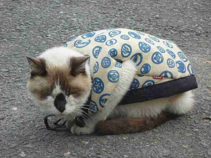 冬のせいで、めんどくさがりが重症化してる方