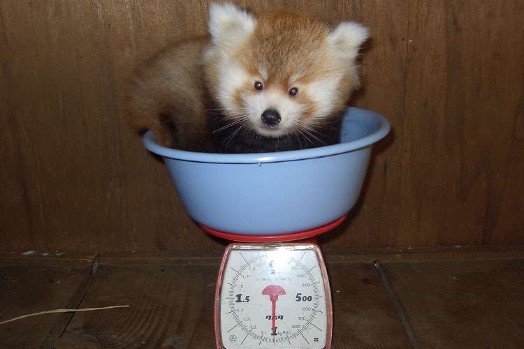 この動物たちがイケメンすぎるww