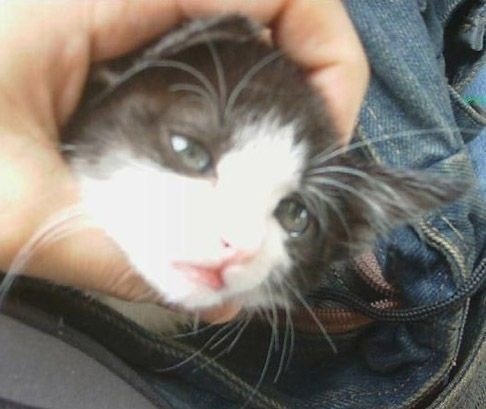この動物たちがイケメンすぎるww