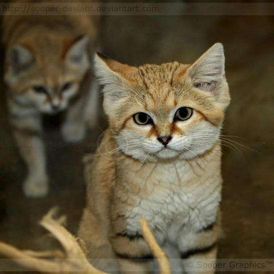 この動物たちがイケメンすぎるww