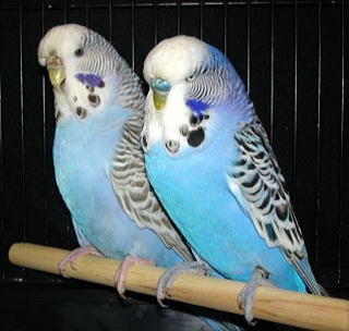 この動物たちがイケメンすぎるww