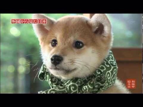 この動物たちがイケメンすぎるww
