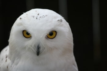 この動物たちがイケメンすぎるww
