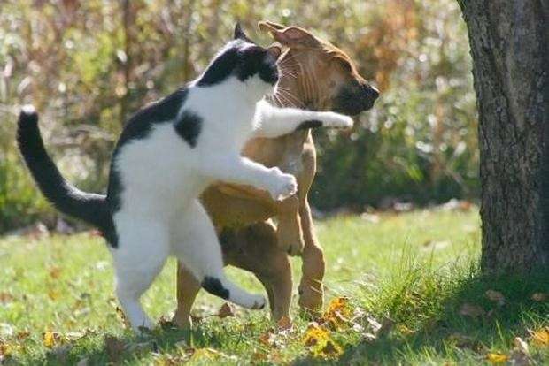 この動物たちがイケメンすぎるww