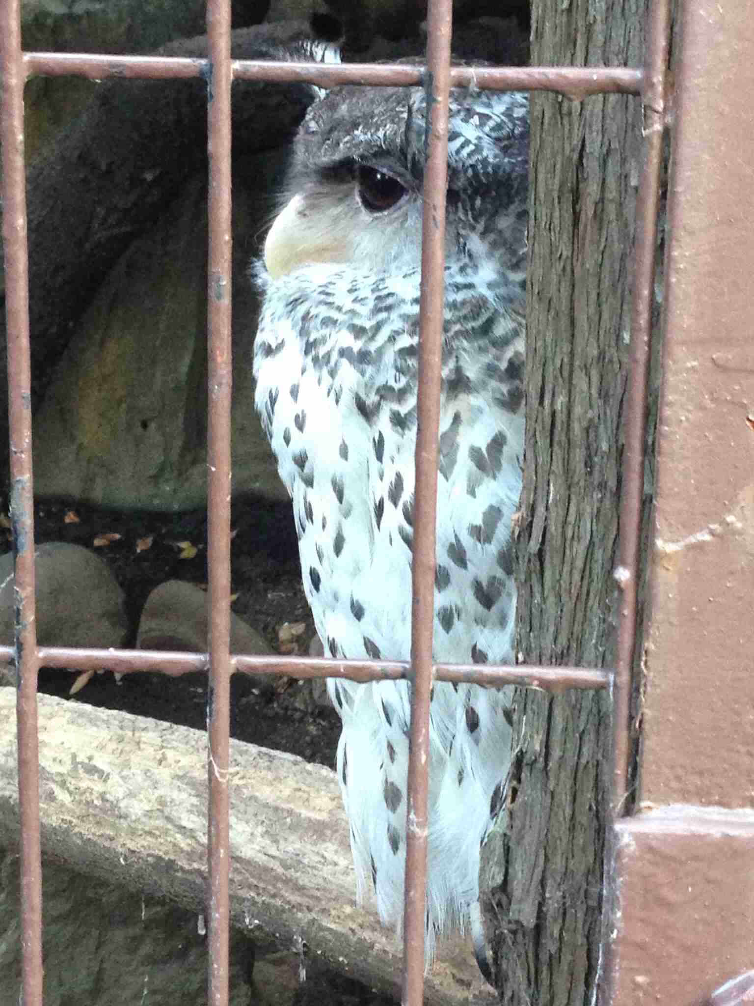 この動物たちがイケメンすぎるww
