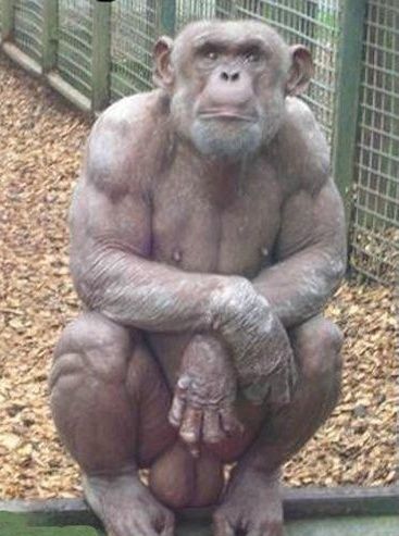この動物たちがイケメンすぎるww