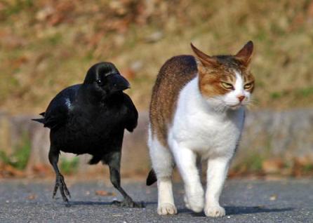 この動物たちがイケメンすぎるww