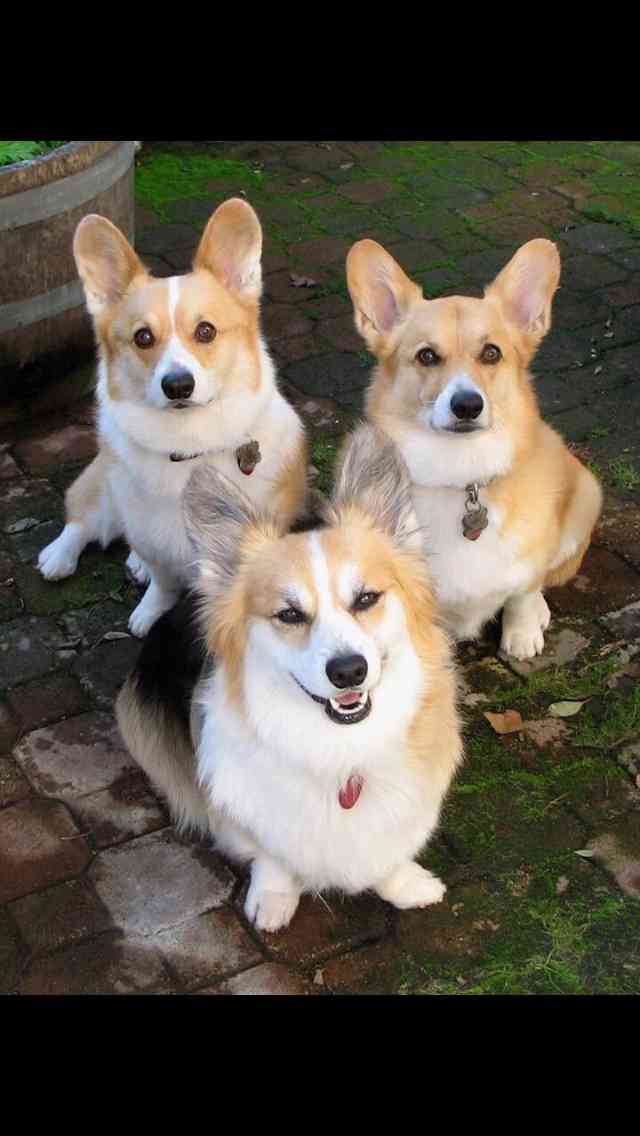 この動物たちがイケメンすぎるww