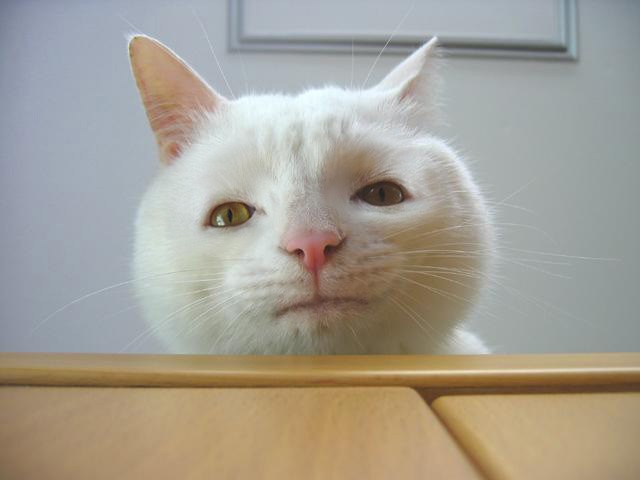 この動物たちがイケメンすぎるww
