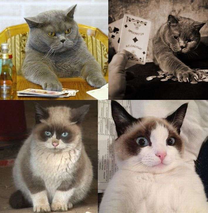 この動物たちがイケメンすぎるww