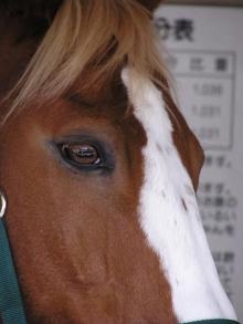 この動物たちがイケメンすぎるww