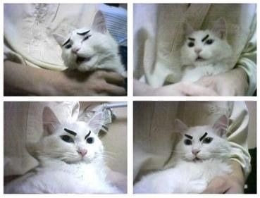 この動物たちがイケメンすぎるww