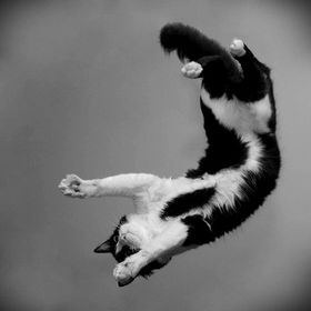 この動物たちがイケメンすぎるww