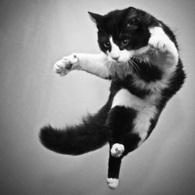 この動物たちがイケメンすぎるww