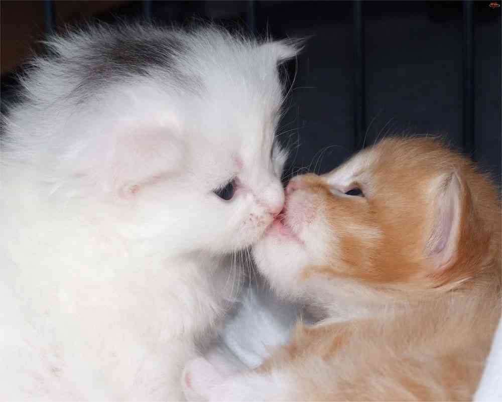 この動物たちがイケメンすぎるww