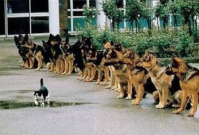 この動物たちがイケメンすぎるww