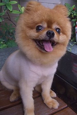 この動物たちがイケメンすぎるww