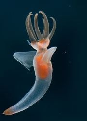 イオンの鮮魚コーナーの品揃えがすごいｗｗｗ