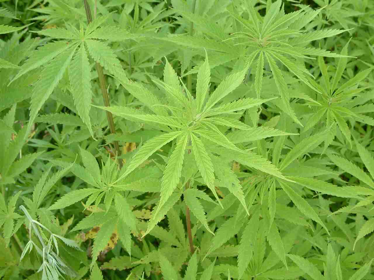 米コロラド州、大麻の密輸密売の取り締まりが追いつかないため販売を解禁