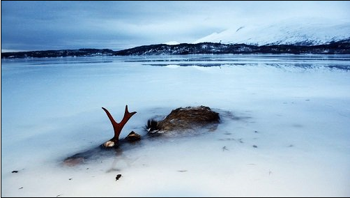 【ノルウェー】大寒波で海が一瞬にして凍結 →逃げ切れなかった魚群とヘラジカが無残な姿に…。