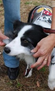 「柴犬のほっぺはよく伸びる」との噂→本当かどうか試してみたら可愛すぎたww