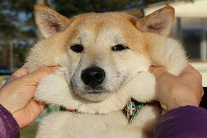 「柴犬のほっぺはよく伸びる」との噂→本当かどうか試してみたら可愛すぎたww