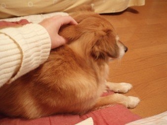 「柴犬のほっぺはよく伸びる」との噂→本当かどうか試してみたら可愛すぎたww
