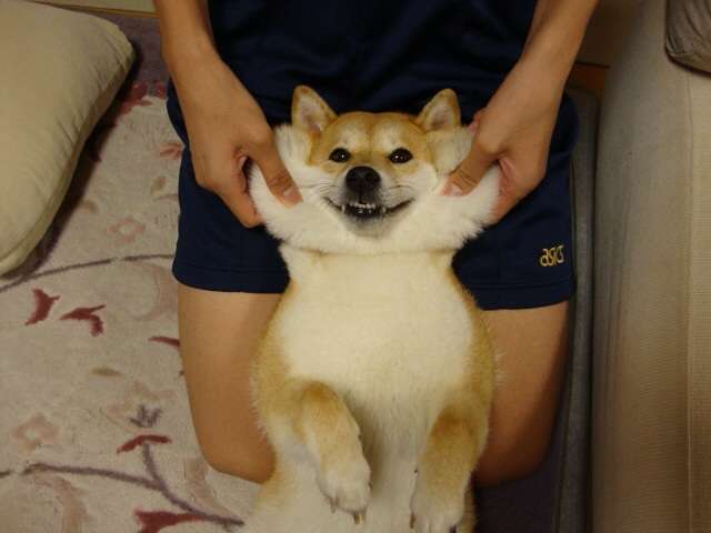「柴犬のほっぺはよく伸びる」との噂→本当かどうか試してみたら可愛すぎたww