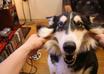 「柴犬のほっぺはよく伸びる」との噂→本当かどうか試してみたら可愛すぎたww