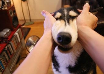 「柴犬のほっぺはよく伸びる」との噂→本当かどうか試してみたら可愛すぎたww