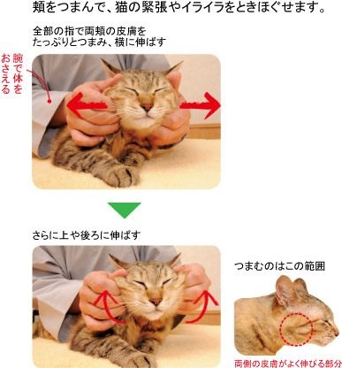 「柴犬のほっぺはよく伸びる」との噂→本当かどうか試してみたら可愛すぎたww
