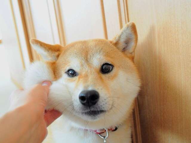 「柴犬のほっぺはよく伸びる」との噂→本当かどうか試してみたら可愛すぎたww