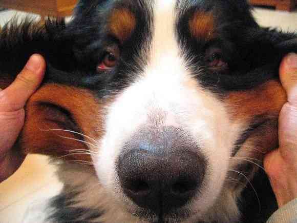 「柴犬のほっぺはよく伸びる」との噂→本当かどうか試してみたら可愛すぎたww