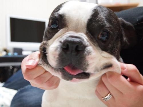 「柴犬のほっぺはよく伸びる」との噂→本当かどうか試してみたら可愛すぎたww