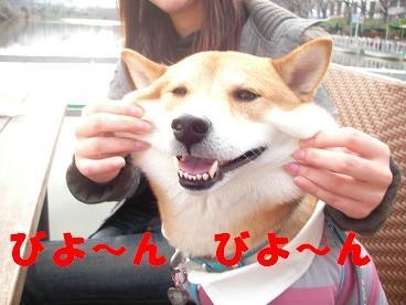 「柴犬のほっぺはよく伸びる」との噂→本当かどうか試してみたら可愛すぎたww