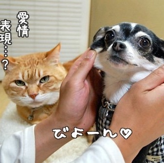 「柴犬のほっぺはよく伸びる」との噂→本当かどうか試してみたら可愛すぎたww