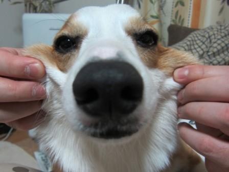「柴犬のほっぺはよく伸びる」との噂→本当かどうか試してみたら可愛すぎたww