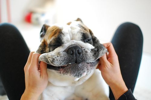 「柴犬のほっぺはよく伸びる」との噂→本当かどうか試してみたら可愛すぎたww