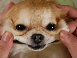 「柴犬のほっぺはよく伸びる」との噂→本当かどうか試してみたら可愛すぎたww