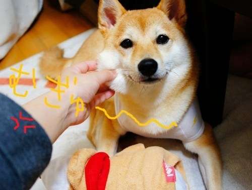 「柴犬のほっぺはよく伸びる」との噂→本当かどうか試してみたら可愛すぎたww