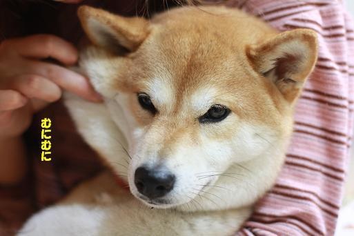 「柴犬のほっぺはよく伸びる」との噂→本当かどうか試してみたら可愛すぎたww