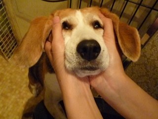「柴犬のほっぺはよく伸びる」との噂→本当かどうか試してみたら可愛すぎたww