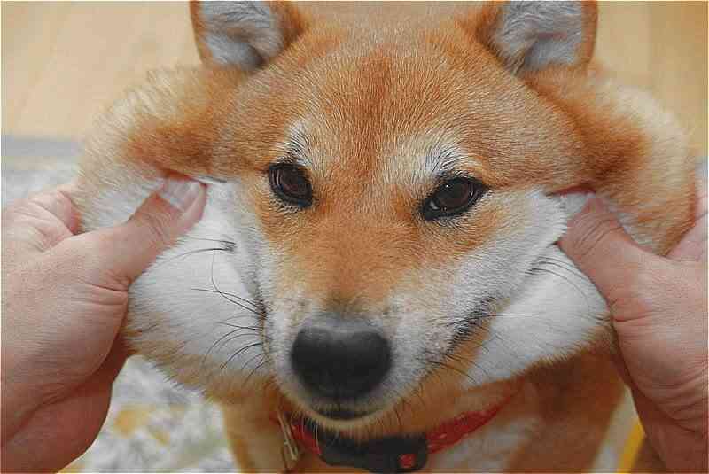 「柴犬のほっぺはよく伸びる」との噂→本当かどうか試してみたら可愛すぎたww