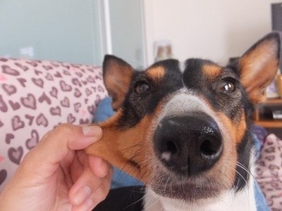 「柴犬のほっぺはよく伸びる」との噂→本当かどうか試してみたら可愛すぎたww